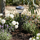 Solar-powered garden light in a flower bed with white flowers and lavender.