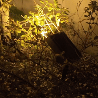 Gemini Solar Landscape Spotlight PT0714